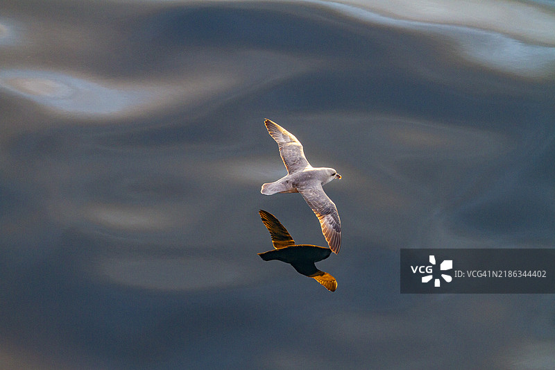北极信天翁(Fulmarus glacialis glacialis)在挪威斯瓦尔巴群岛的平静海面上飞翔图片素材