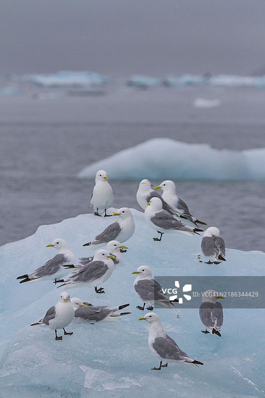 成年黑腿海鸥（Rissa tridactyla）在挪威巴伦支海斯瓦尔巴群岛的冰面上休息图片素材