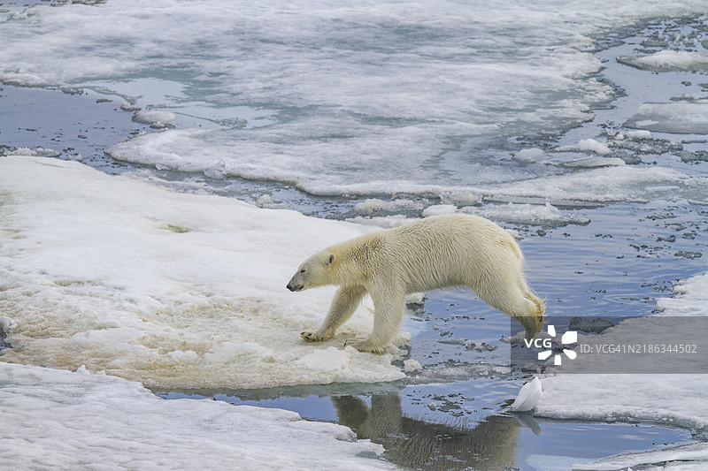 一只成年北极熊（Ursus maritimus）在挪威斯瓦尔巴群岛的冰块之间跳跃，位于北极，欧洲。图片素材