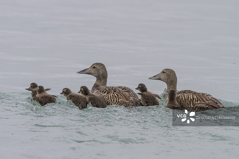 成年雌性普通海鸭（Somateria mollissima）与斯瓦尔巴群岛埃吉奥亚的鸭雏一起游泳，挪威，北极，欧洲图片素材