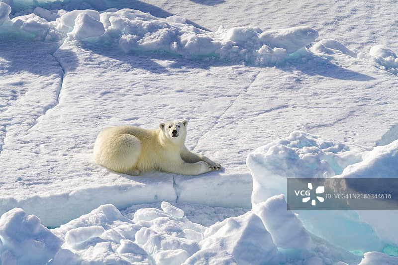 一只好奇的小北极熊（Ursus maritimus）在挪威斯瓦尔巴群岛的冰块上。图片素材