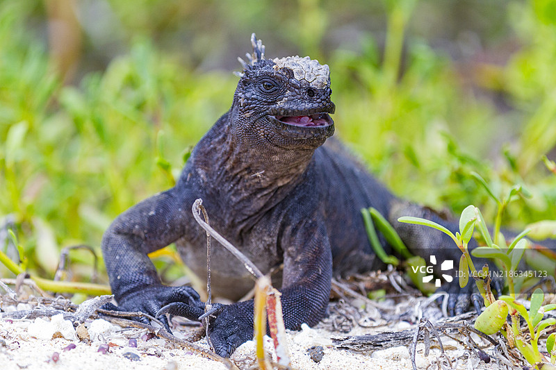 厄瓜多尔南美洲的加拉帕戈斯群岛联合国教科文组织世界遗产地的特有加拉帕戈斯海鬣蜥（Amblyrhynchus cristatus）图片素材