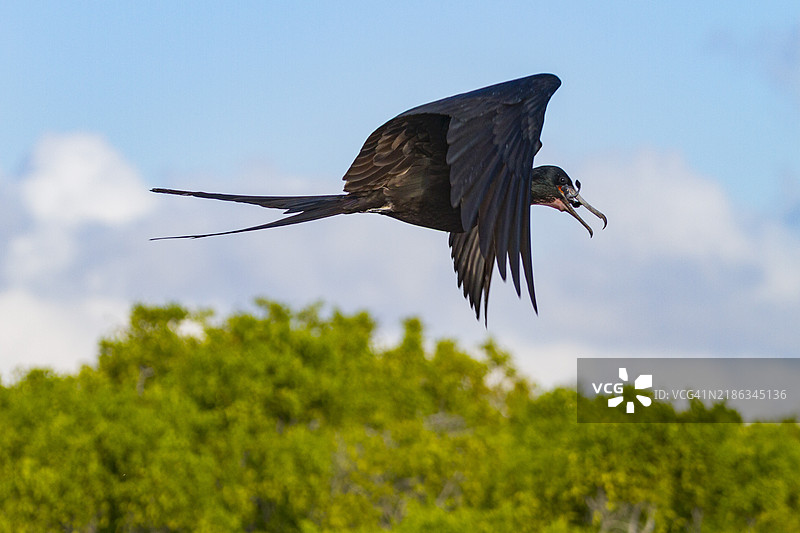 大斑头燕鸥（Fregata minor）在厄瓜多尔加拉帕戈斯群岛的联合国教科文组织世界遗产地捕食正在破壳的绿海龟（Chelonia mydas）幼龟。图片素材