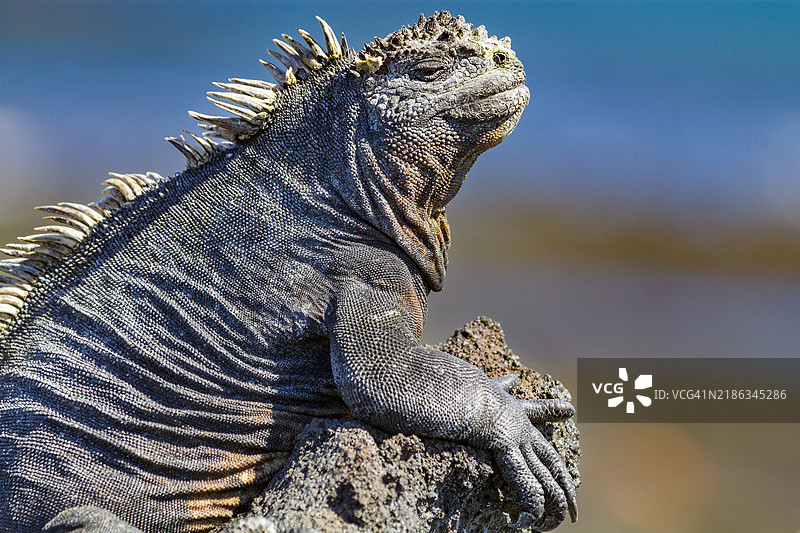 厄瓜多尔南美洲的加拉帕戈斯群岛联合国教科文组织世界遗产地的特有加拉帕戈斯海鬣蜥（Amblyrhynchus cristatus）图片素材