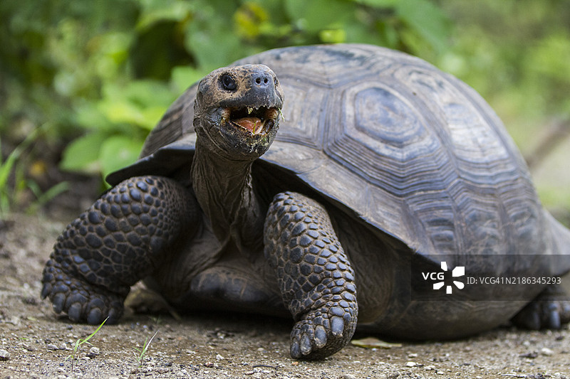 乌尔比纳湾的野生加拉帕戈斯巨龟（Geochelone elephantopus），位于厄瓜多尔南美洲的加拉帕戈斯群岛，联合国教科文组织世界遗产地。图片素材