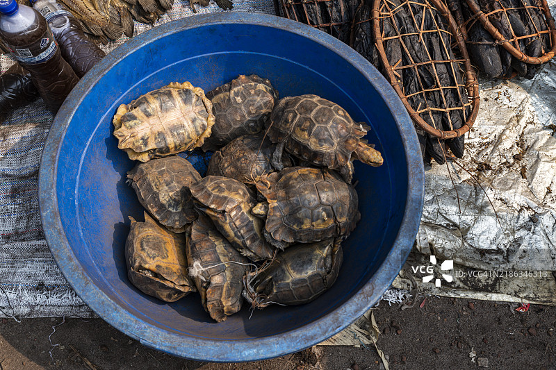 出售的乌龟，市场，姆班达卡，埃奎特尔省，刚果民主共和国，非洲图片素材