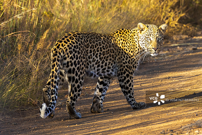 非洲豹，皮兰斯堡国家公园，西北省，南非，非洲图片素材