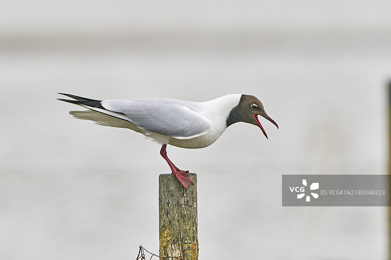 一只黑头鸥(Larus ridibundus),在英格兰多塞特郡普尔港的布朗西岛自然保护区。图片素材