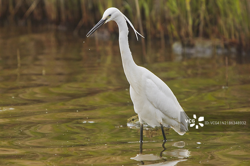 一只小白鹭（Egretta garzetta），在繁殖季节，位于英格兰多塞特郡普尔港的布朗西岛自然保护区。图片素材