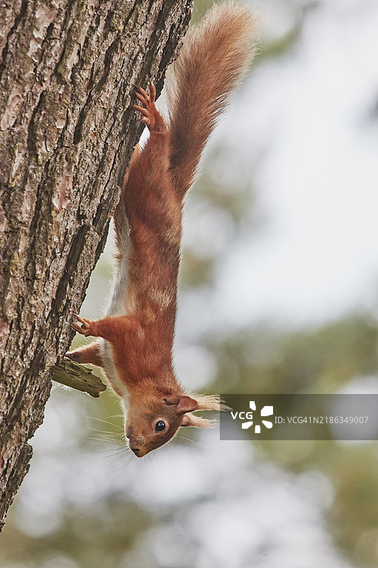 一只红松鼠(Sciurus vulgaris),在英格兰多塞特郡普尔港的布朗西岛自然保护区的针叶林中。图片素材