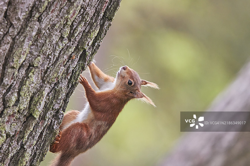 一只红松鼠(Sciurus vulgaris),在英格兰多塞特郡普尔港的布朗西岛自然保护区的针叶林中。图片素材