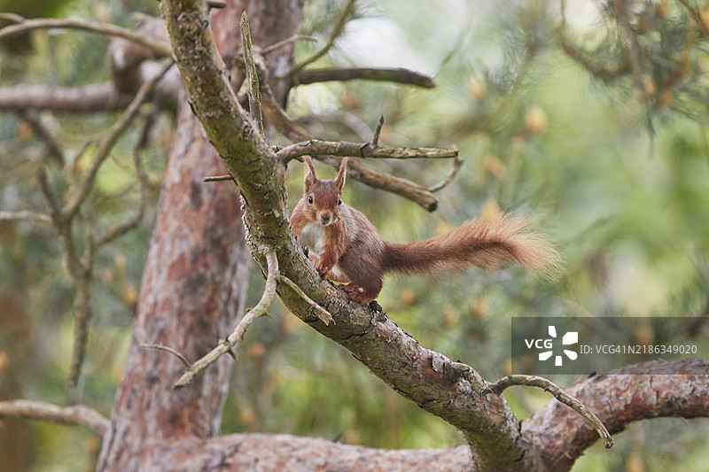 一只红松鼠（Sciurus vulgaris），在英格兰多塞特郡普尔港的布朗西岛自然保护区的针叶林中。图片素材