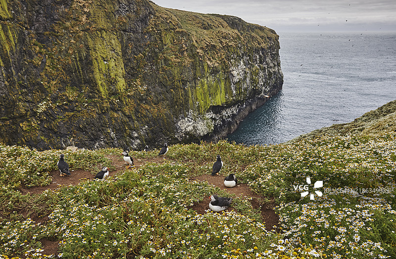 斯科默岛南海岸的威克悬崖，位于英国威尔士彭布罗克郡沿海的自然保护区。图片素材