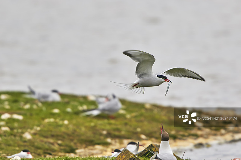 普通燕鸥(Sterna hirundo),在英格兰多塞特郡普尔港的布朗西岛自然保护区的繁殖群落中,六月时的景象。图片素材
