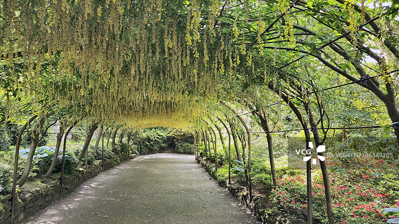 拉伯纳姆林荫道，博德南特花园，康威，威尔士，英国，欧洲图片素材