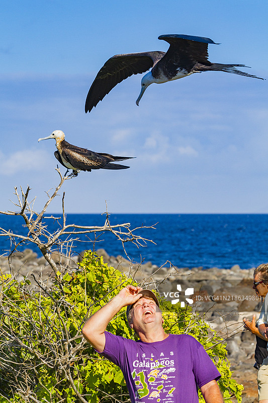 在厄瓜多尔南美洲的加拉帕戈斯群岛北西摩岛，联合国教科文组织世界遗产地，伟大的军舰鸟（Fregata minor）在游客附近飞翔。图片素材