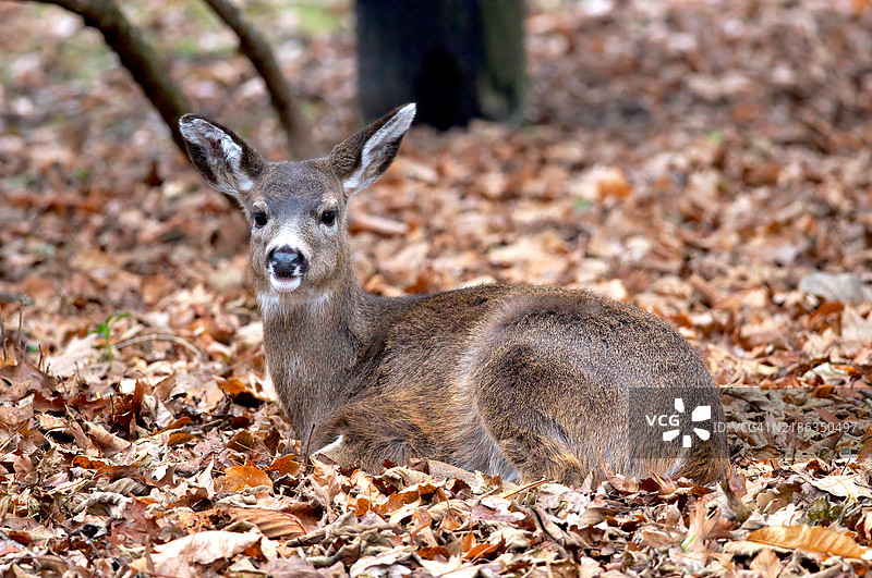 A female Mule deer (Odocoileus hemionus) lying in fallen leaves facing camera - Vancouver Island, B. C., Canada.图片素材