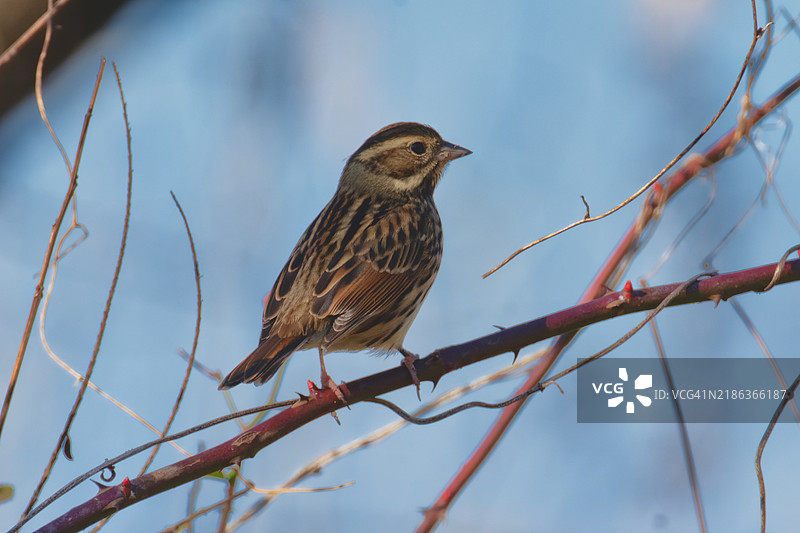 黄胸鹀图片素材