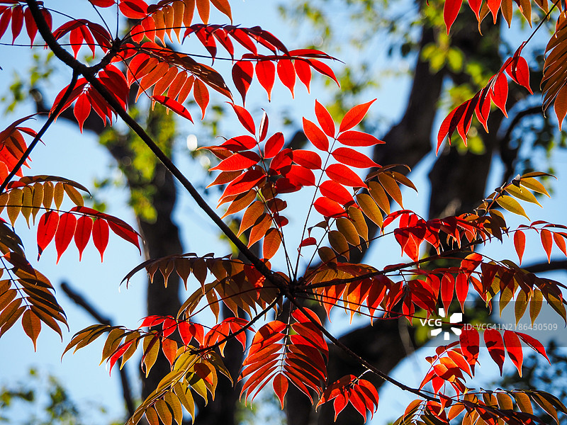 秋天的落叶图片素材