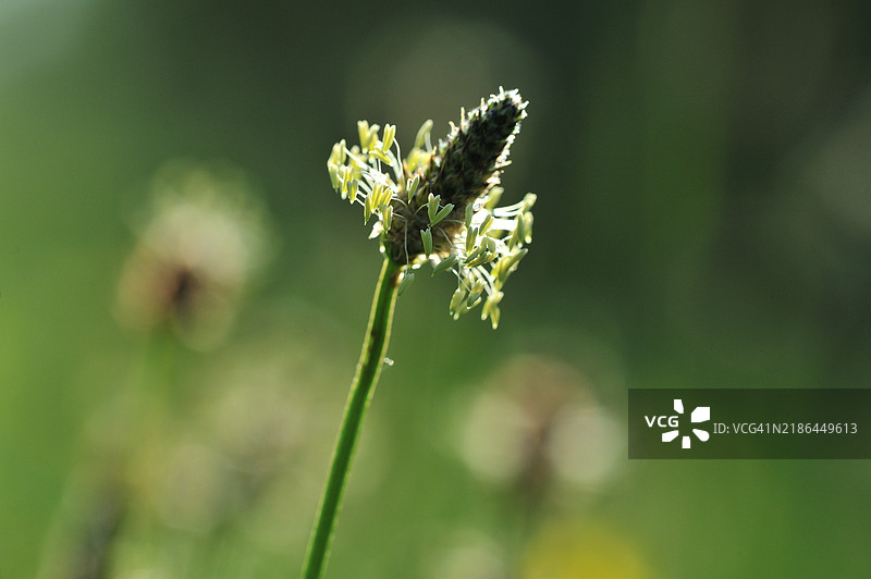 线叶车前草图片素材