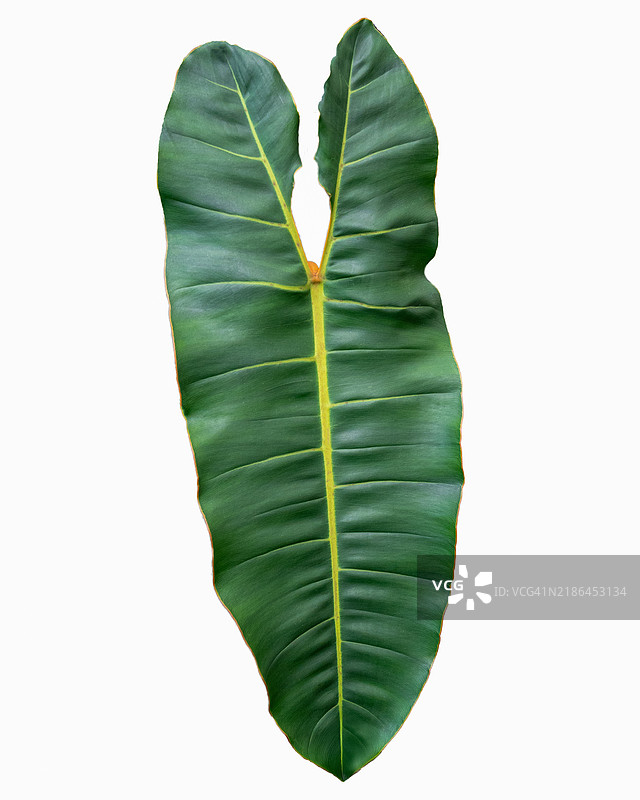 新鲜的菲洛德伦叶子孤立在白色背景上。菲洛德伦叶子在白色背景上。热带植物。植物自然概念创意。图片素材