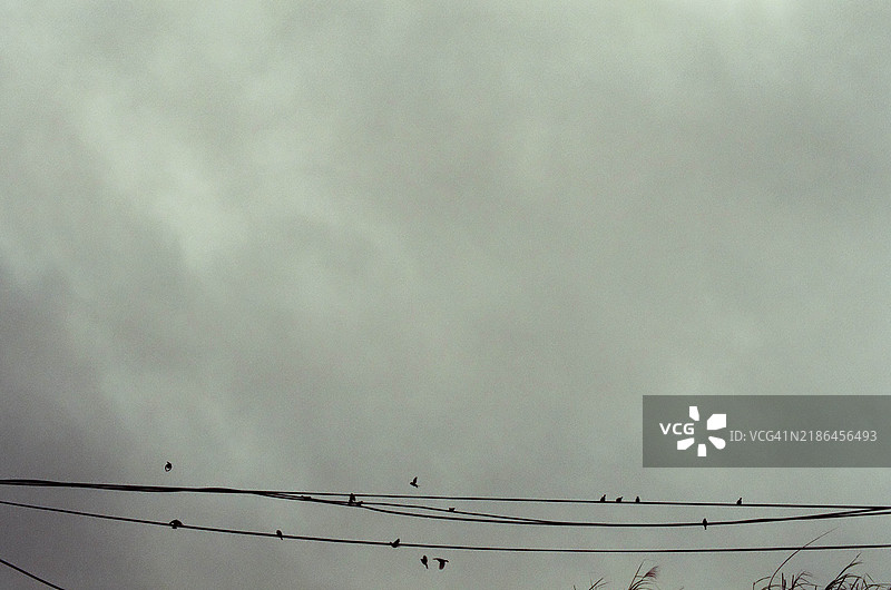 鸟儿栖息在电线上图片素材