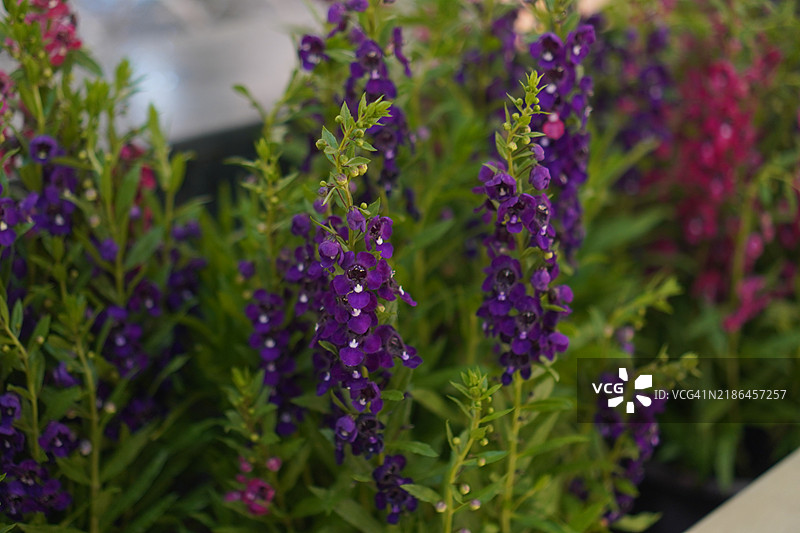 勿忘我天使花（Angelonia goyazensis Benth），数字花（Digitalis solicariifolia），紫色花朵与粉色花朵在模糊的自然背景中。图片素材