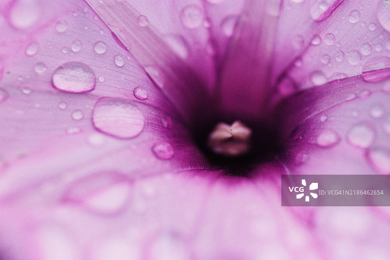 晨 glory 的特写，带有露珠图片素材