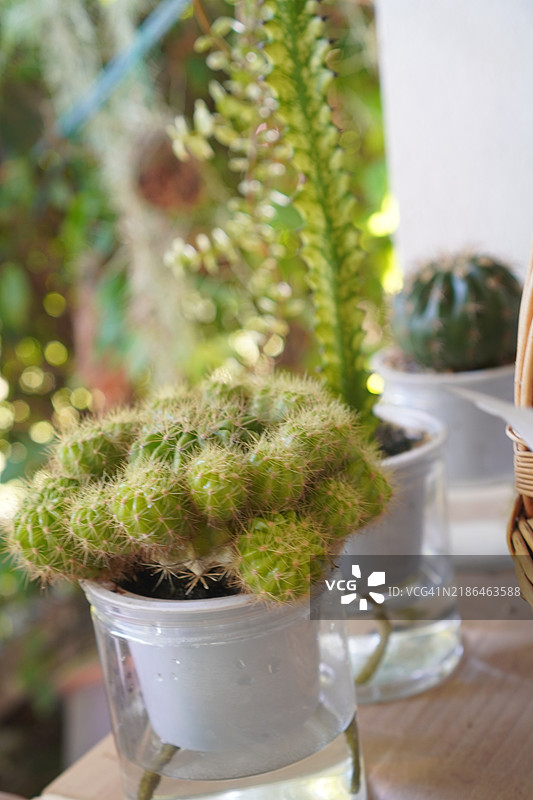 陶土花盆中的仙人掌图片素材