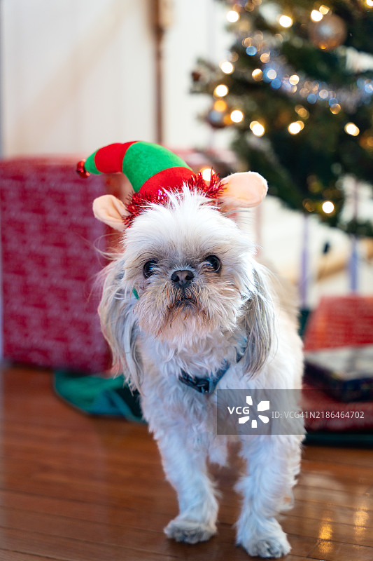 可爱的狗狗戴着精灵帽，站在圣诞树旁图片素材