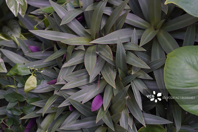 Murdannia loriformis图片素材