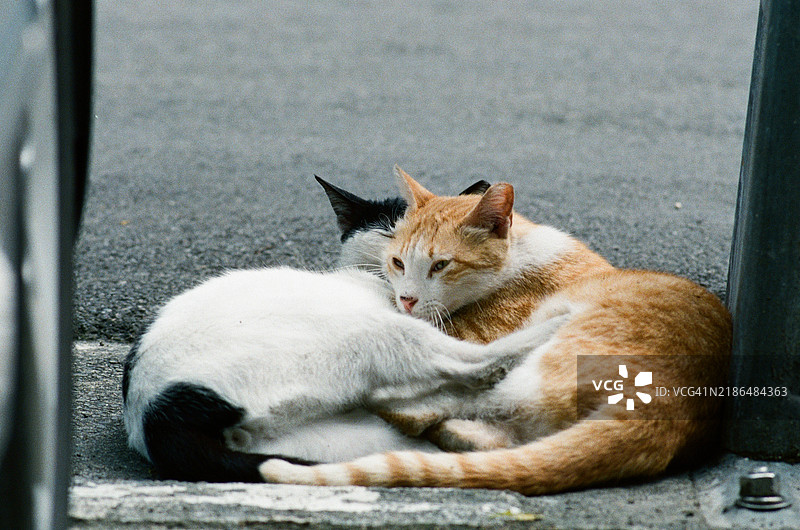 两只猫在地板上睡觉图片素材