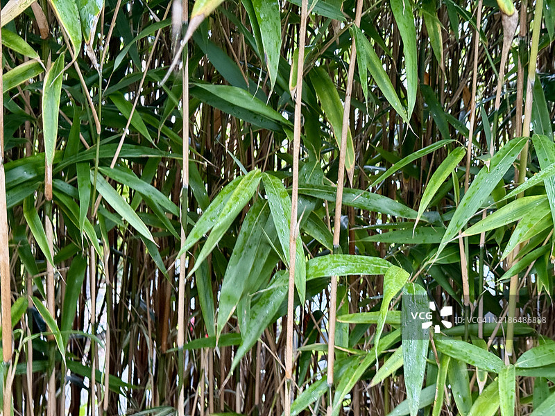 箭竹（Pseudosasa japonica）特写图片素材