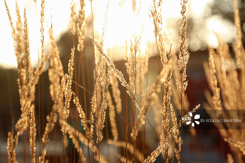 全景金色小麦植物在日落时刻图片素材