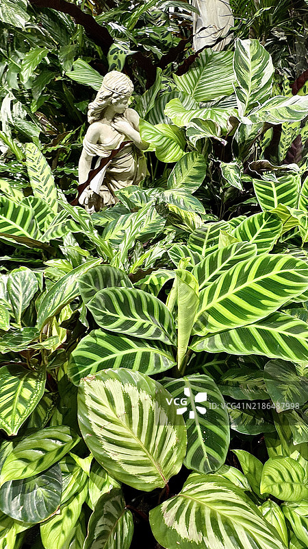 斑马植物（Goeppertia zebrina）叶子的特写图片素材