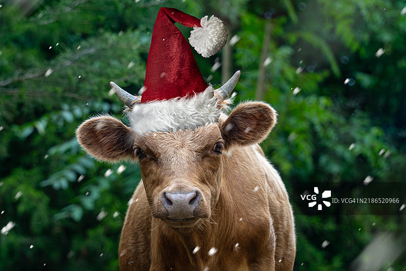 可爱的牛戴着圣诞帽庆祝节日图片素材