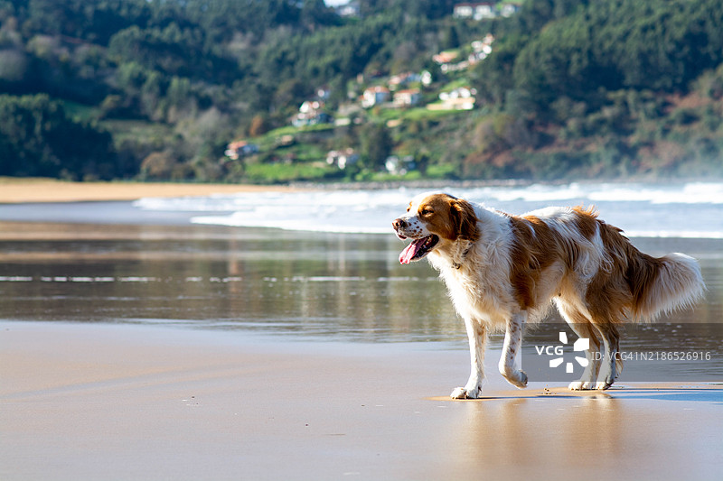 海岸边一只狗的肖像，享受着海滨的氛围图片素材