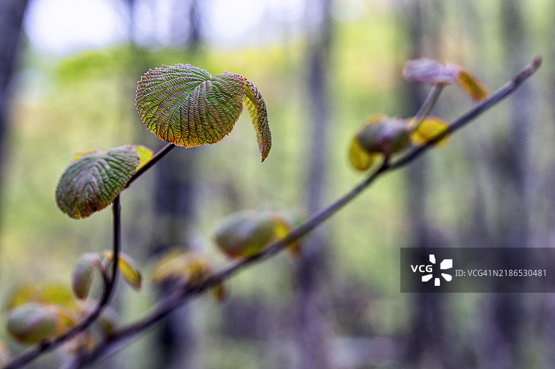森林中发现的新绿植图片素材