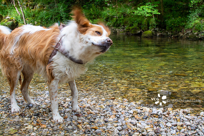 狗在河里游泳后抖掉水珠图片素材