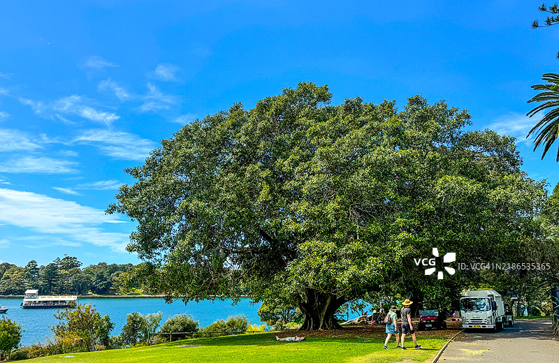 人们在悉尼皇家植物园的莫顿湾榕树附近散步图片素材