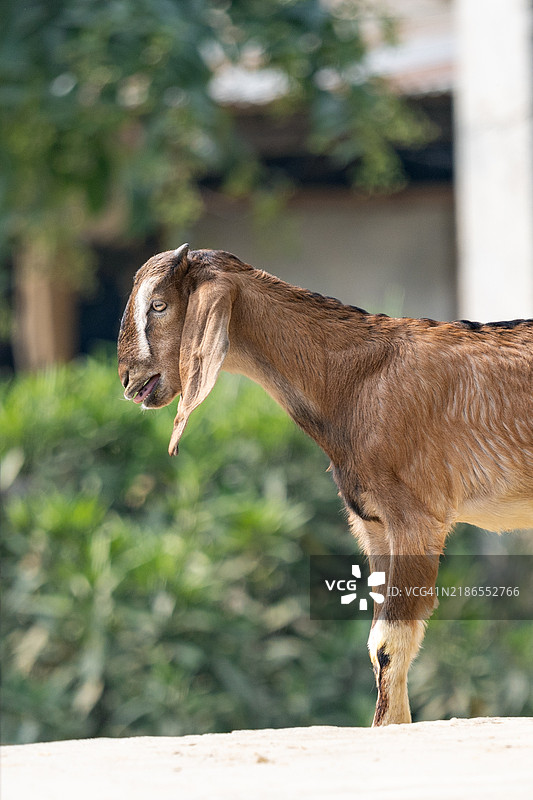山羊图片素材