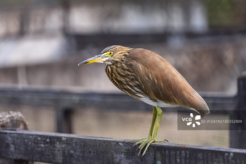 牛背鹭图片素材