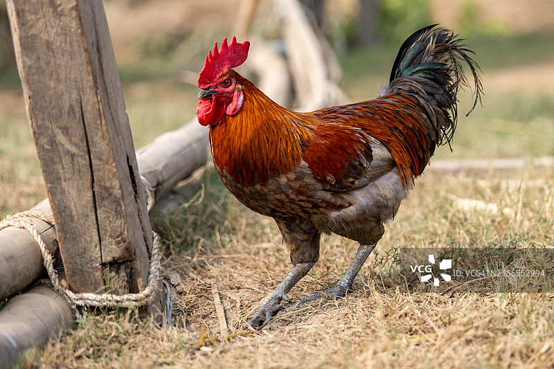 街上的鸡。图片素材