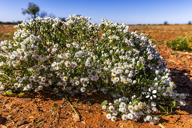 澳大利亚内陆的花朵图片素材