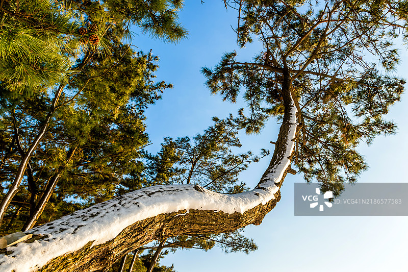 冬季仙境中的弯曲雪覆盖树干图片素材