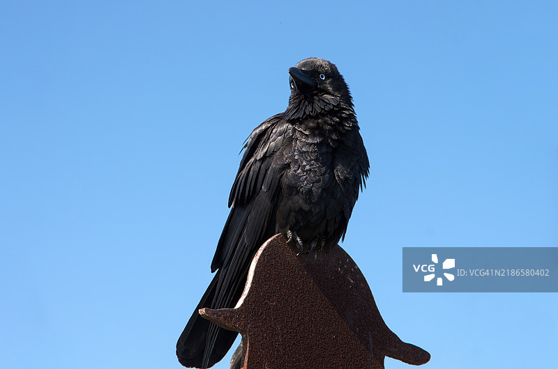 澳大利亚乌鸦（Corvus coronoides）栖息在标志上，背景是晴朗的蓝天图片素材