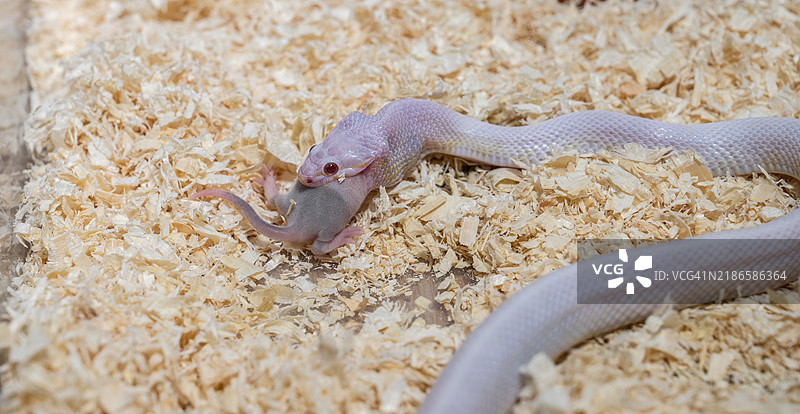 雪地玉米蛇正在咬住并吞食老鼠。图片素材