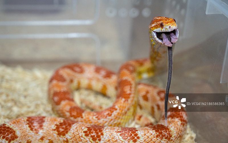 特写镜头：玉米蛇吞食老鼠。图片素材