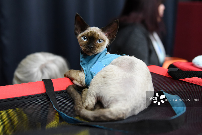 德文雷克斯猫图片素材