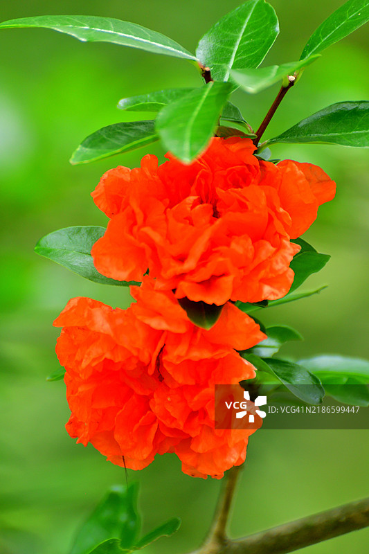 石榴 / 石榴属：属于千屈菜科的结果落叶灌木及其花朵图片素材